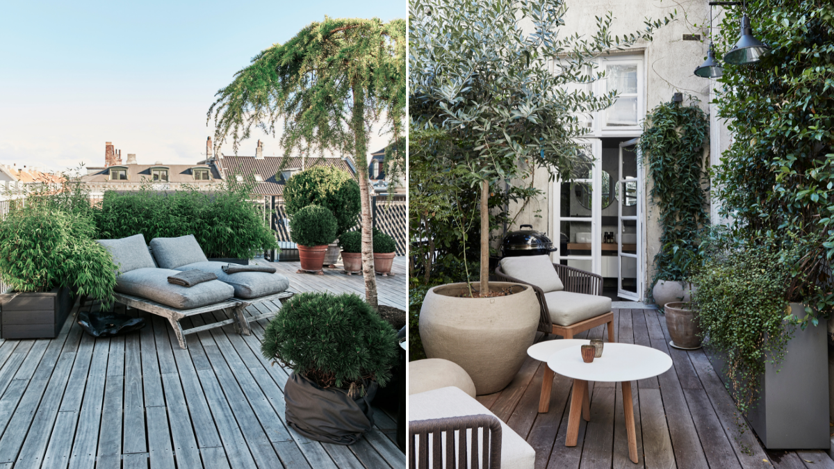 Onze Dries Van der Auwera: hoe je bomen in een op je terras kan zetten