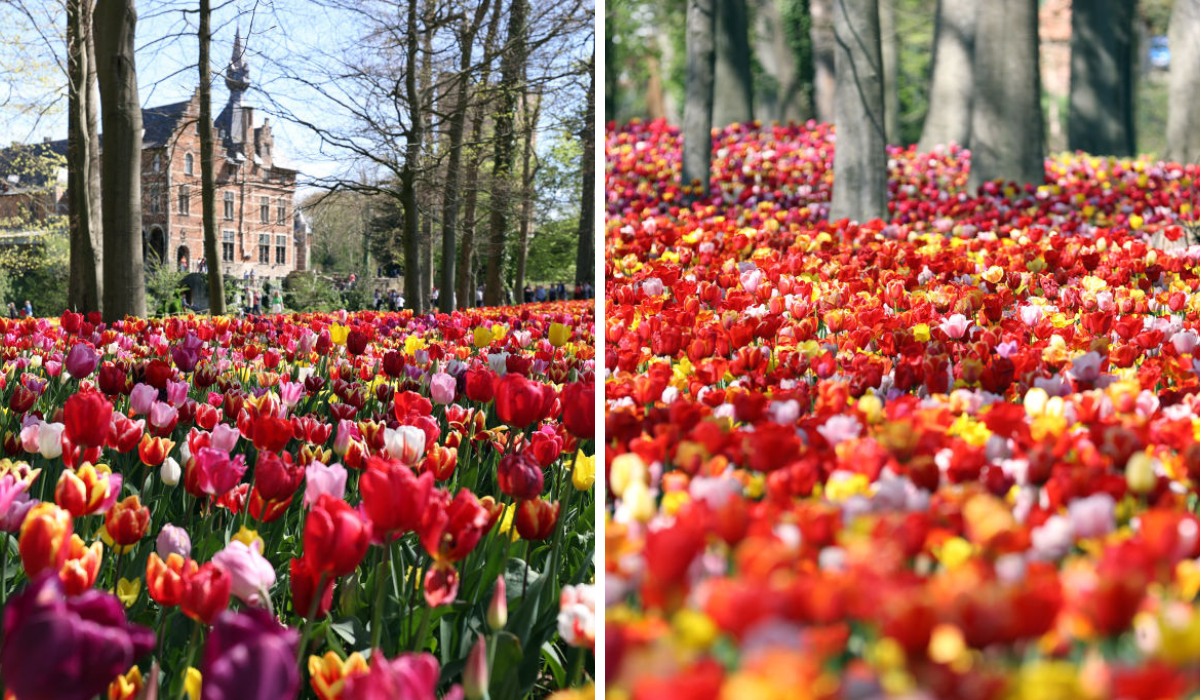 FLORALIA BRUSSELS le parc de tulipes magique où se promener ce printemps