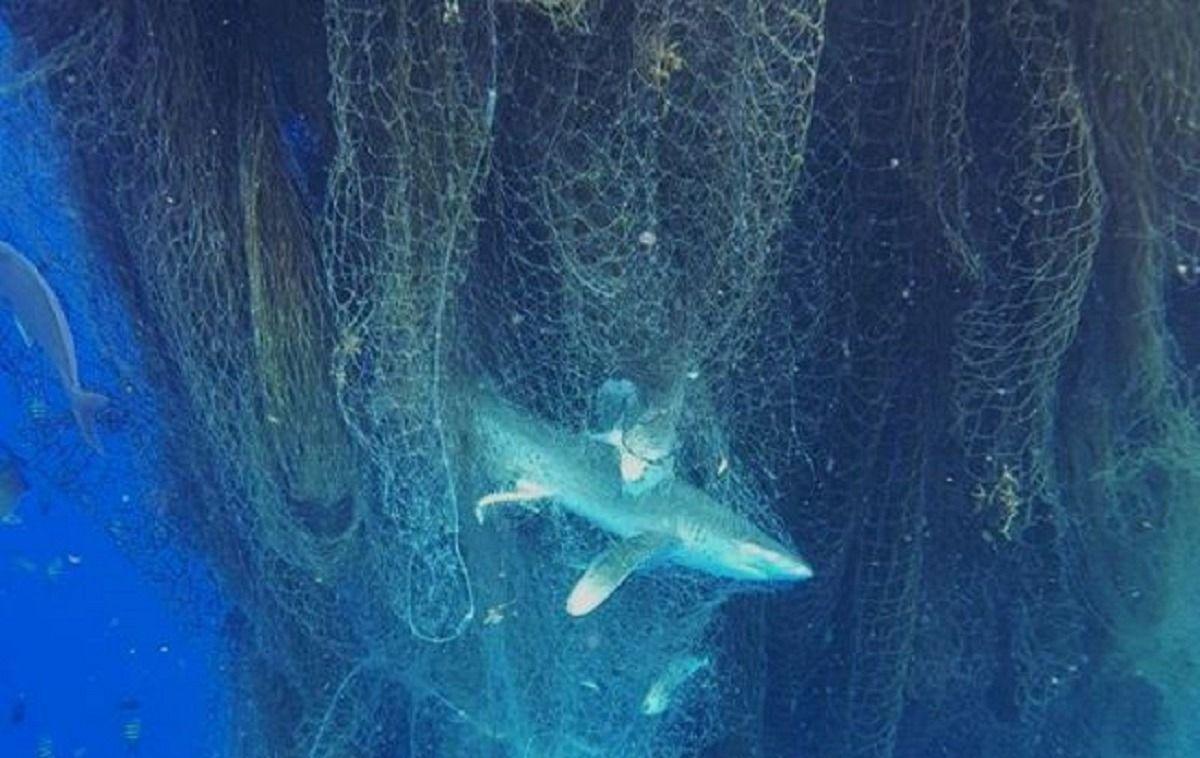 Les filets de pêche fantômes tuent nos océans [Tribune PETA]