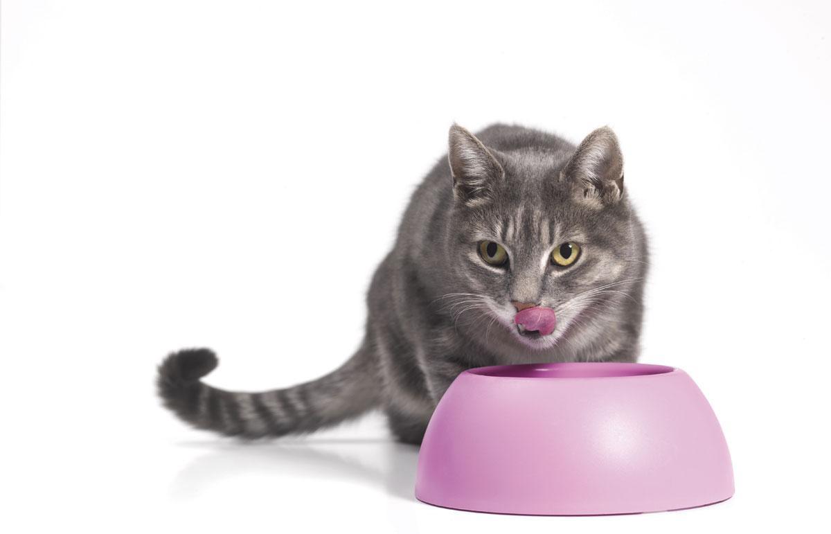 Plantaardige kattenbrokken