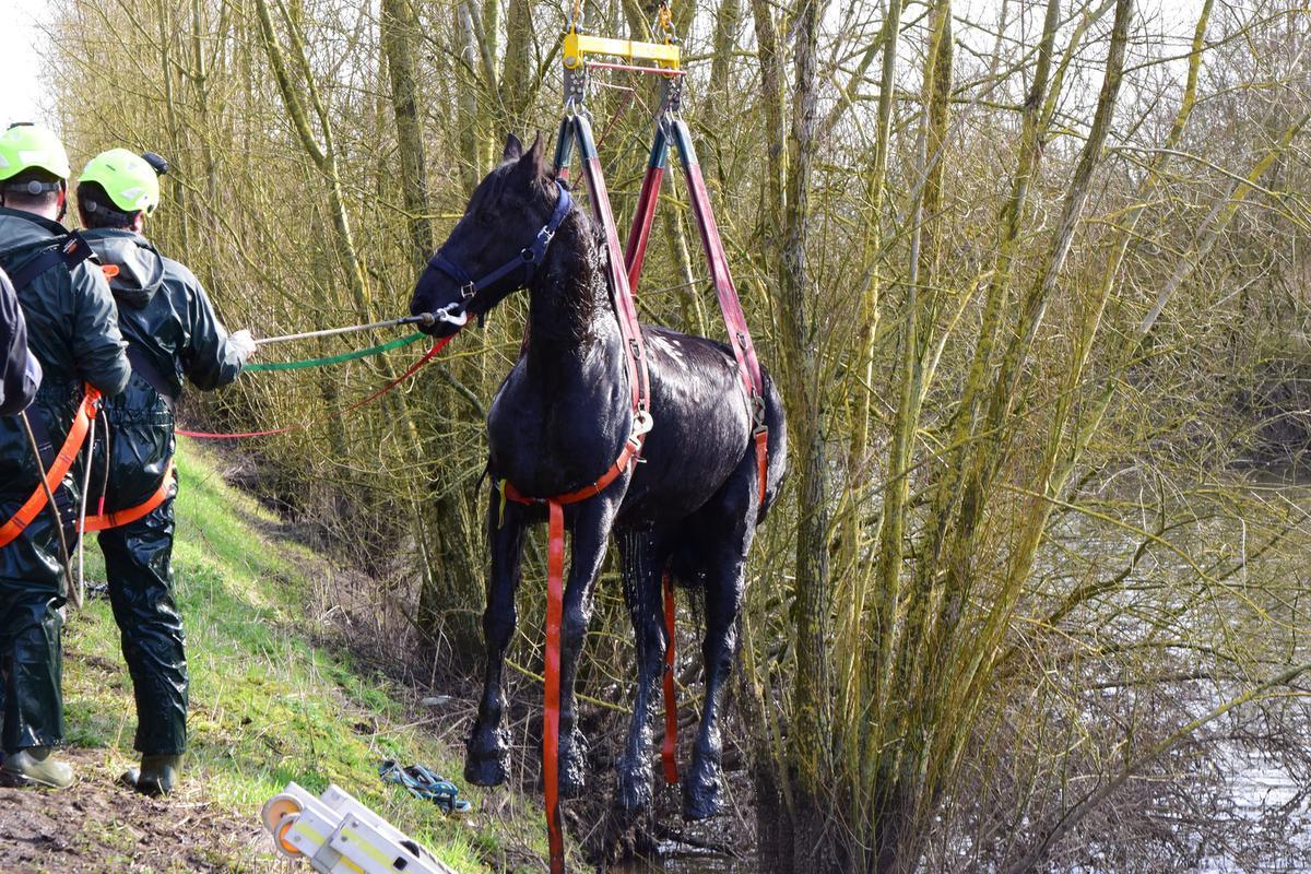 Brandweer Redt Paard Uit Beek - KW.be