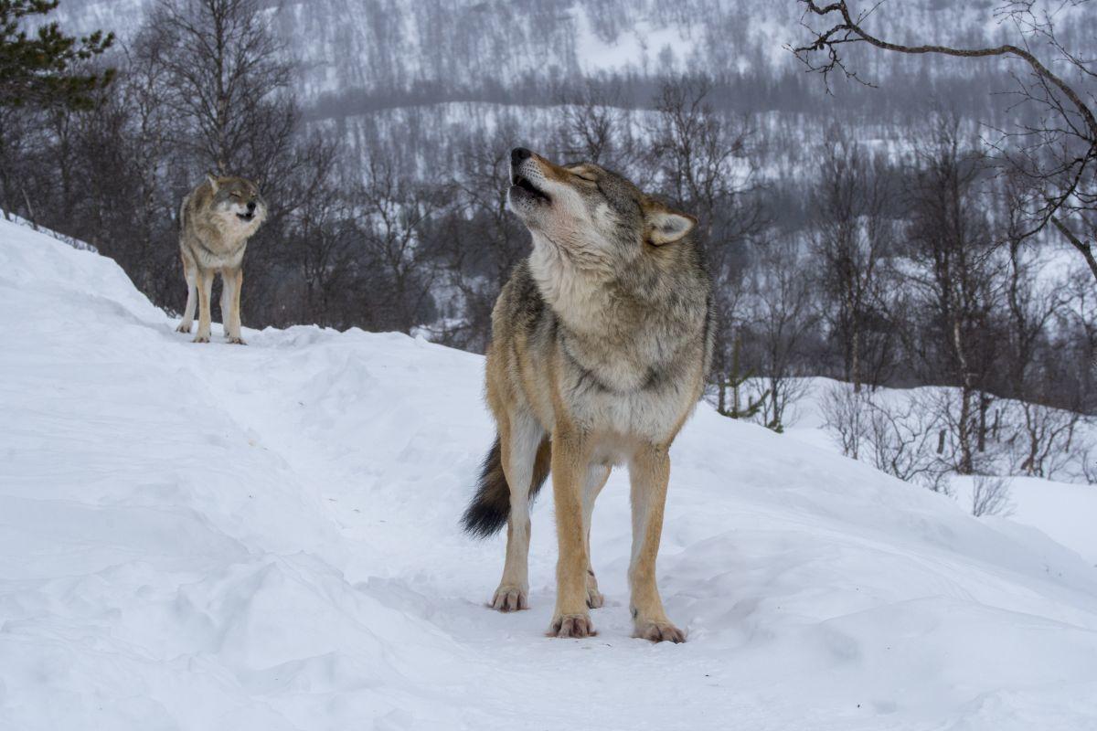 Wanneer huilen onze wolven? Wanneer huilen onze wolven?