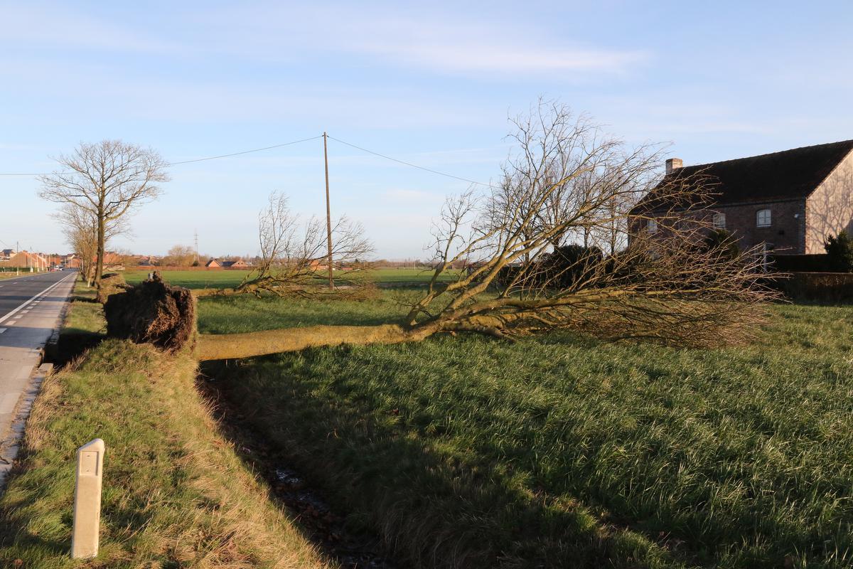 Acht Bomen Omgewaaid In De Ieperstraat In Wijtschate - KW.be