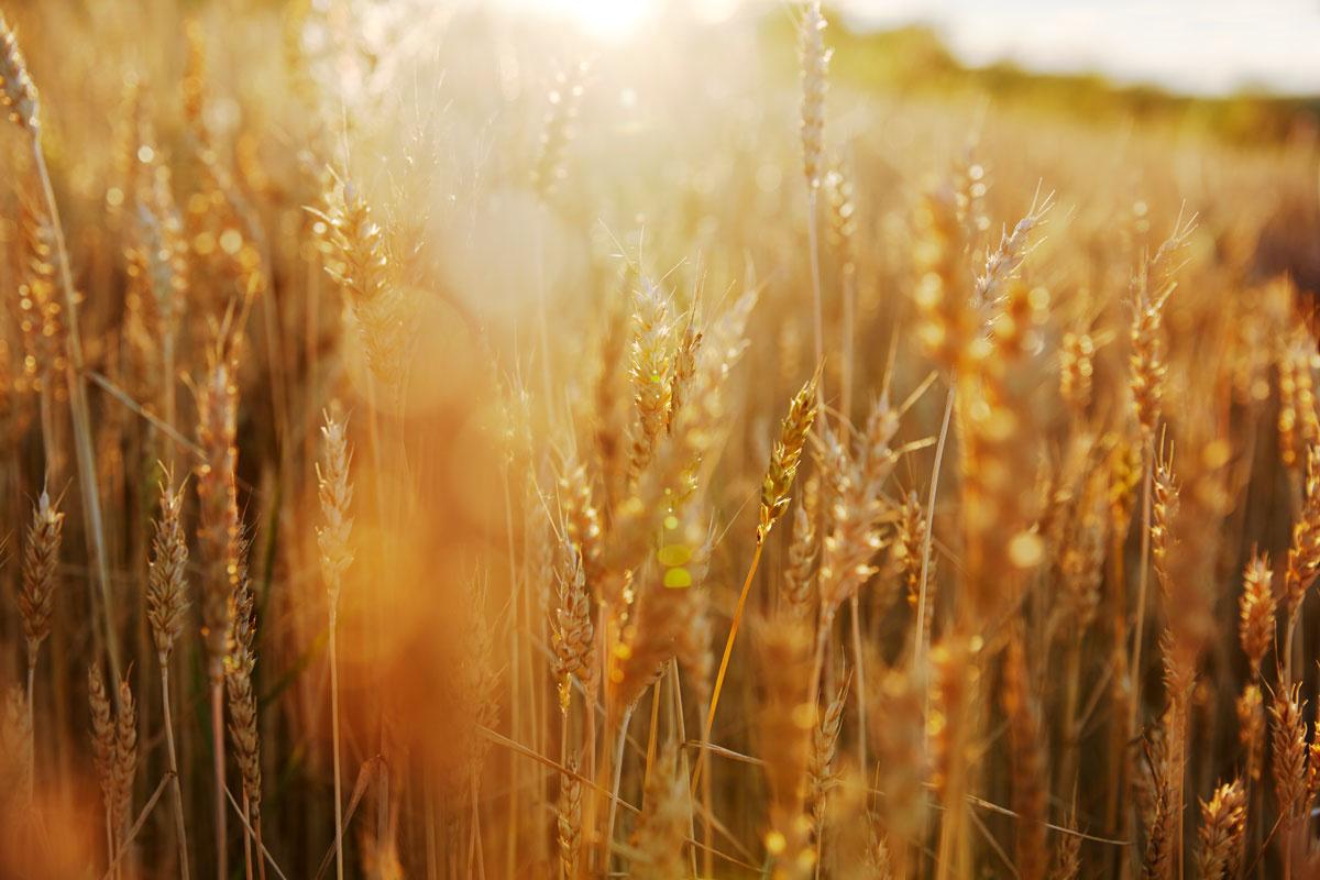 Vlaamse landbouwers telen meer tarwe en gerst - Trends Kanaal Z