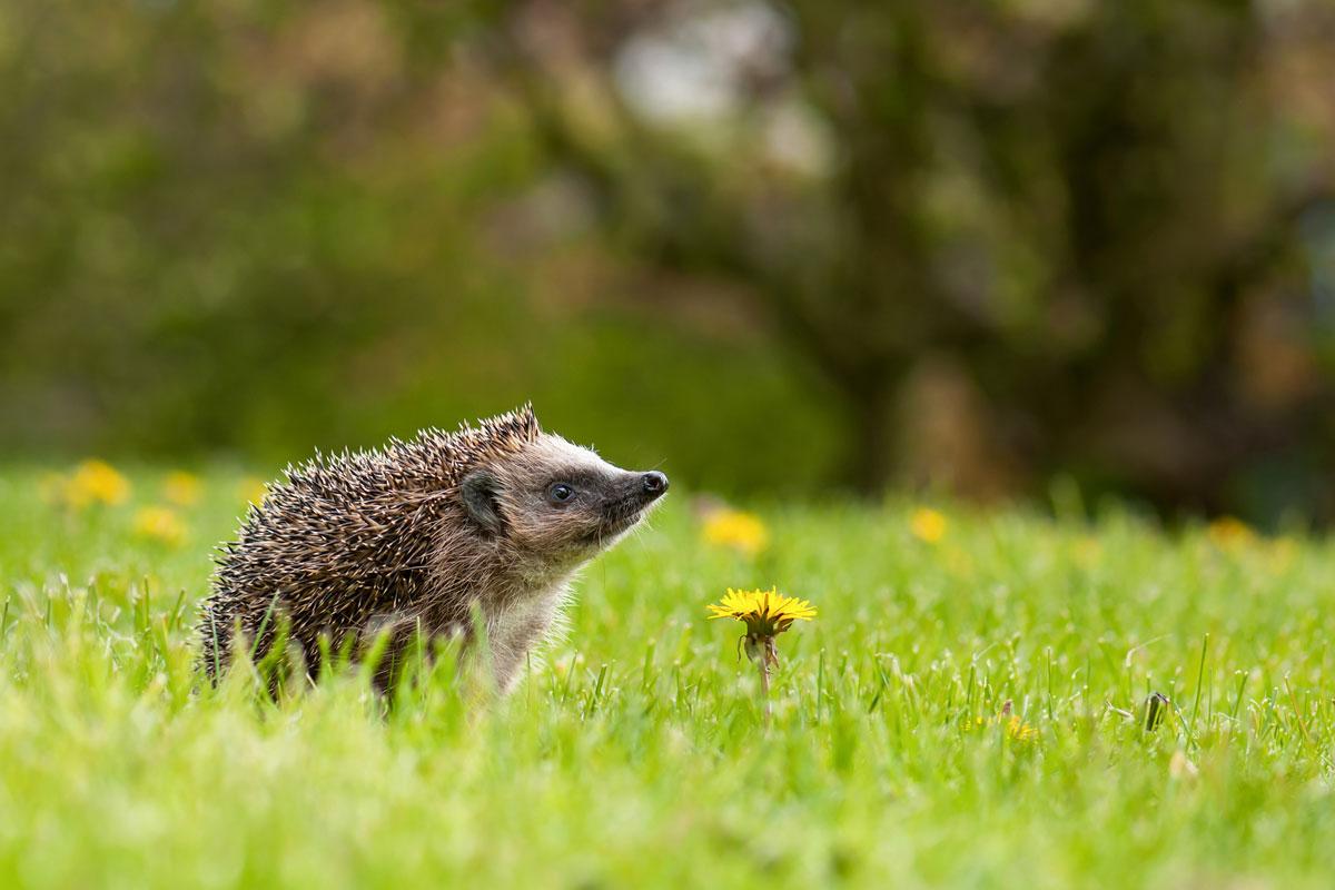 Egel bloem