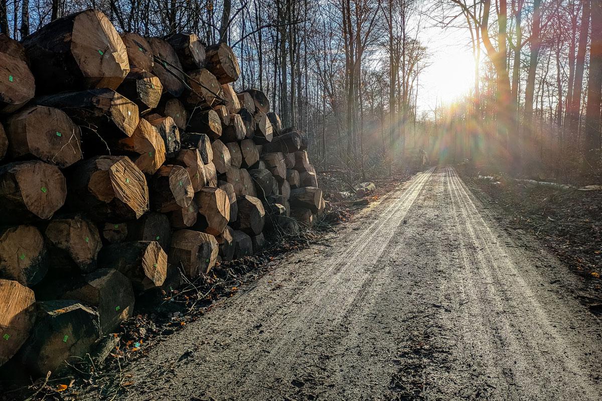 Bomen zonienwoud getty