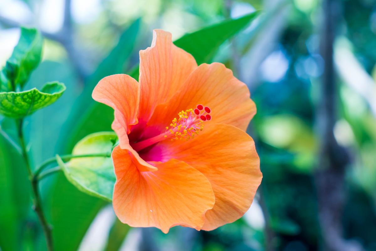 Hibiscus als smaakmaker enkele slimme tips voor een verrassend effect