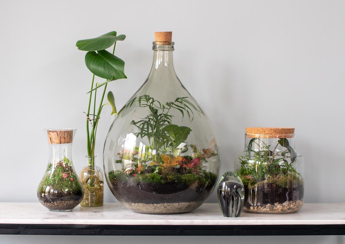 DIY: Maak eigen plantenterrarium - KW.be