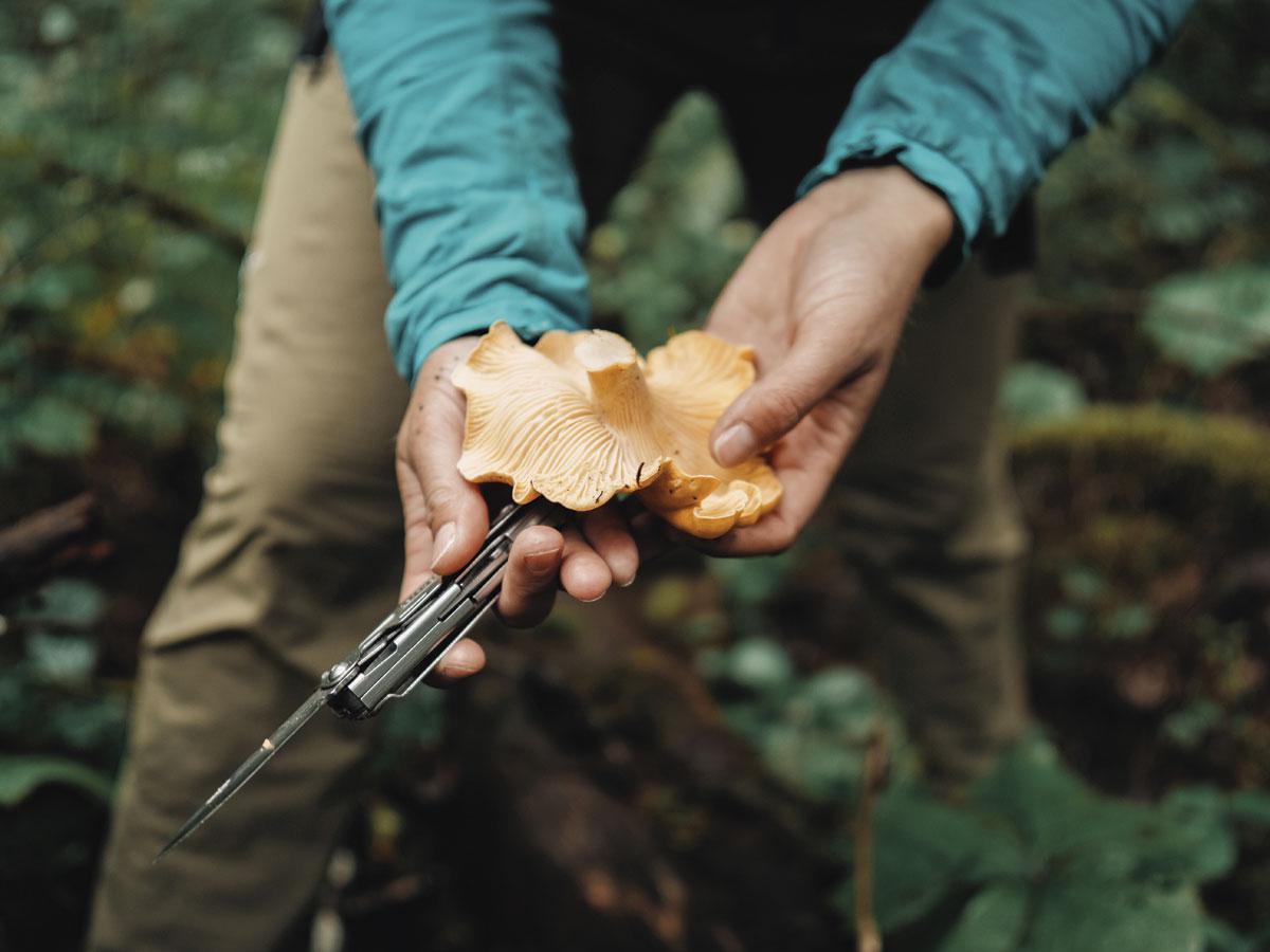 champignon infecté vicieux délicieux