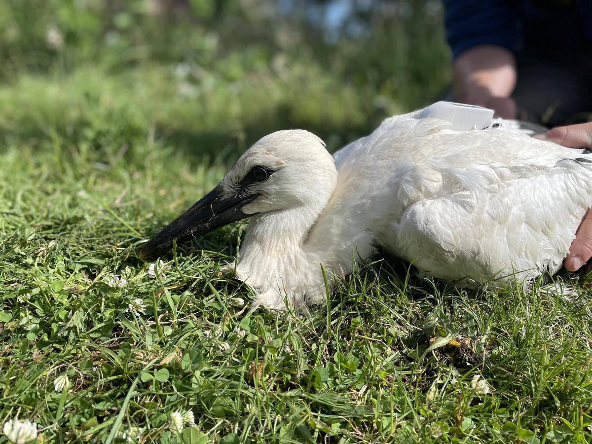 Jonge Bezenderde Ooievaar Van Zwin Natuur Park Bereikt Nu Al Afrika Kw Be