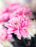 chrysanthème