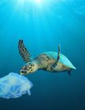 tortue verte et sac en plastique