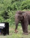 Il joue du piano pour l'éléphant