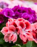 Geraniums