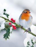 Top 5 des arbustes préférés des oiseaux en hiver