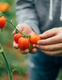 tomaten tips