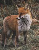 Renard et maladie de Lyme