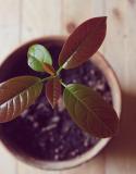 Planter un noyau d'avocat