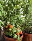 Potager en pots