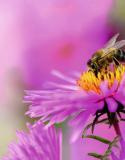 Pourquoi et comment attirer les abeilles dans le jardin?