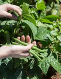 moestuin juli