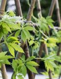 planten omhoog laten groeien