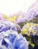 Agenda des jardins juillet