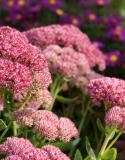 herfstbloeiers sedum aster