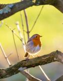 vogelvriendelijke tuin roodborstje