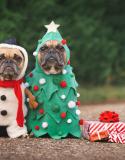 dieren kerst