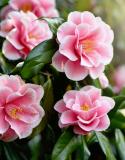 camelia in tuin