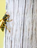 wespen op afstand houden tips wespenplaag