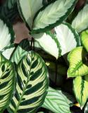 calathea verzorging