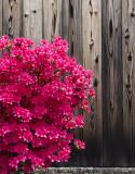 azalea in de tuin