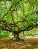 mooiste bomen van België