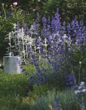 tuin in juni