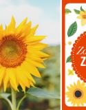 zonnebloemzaadjes