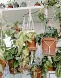 Plantes retombantes
