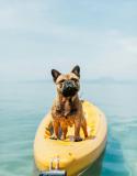 chien chaud