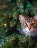 chat sapin Noël
