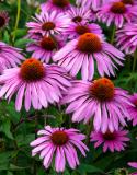 zonnehoed echinacea