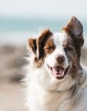 quel chien pour moi?