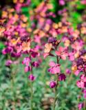 bloemen die tegen droogte kunnen