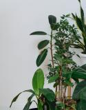 plantes intérieur