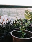 plantes pot arrosage