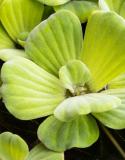 pistia stratiotes jardin aquatique conseils