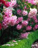 rododendron