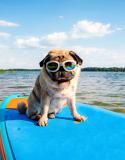 chiens admis