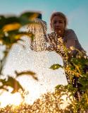 plantes chaleur