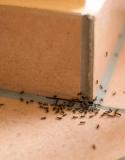 Fourmis maison